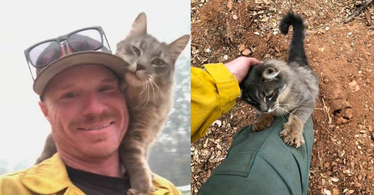 Una gatta sopravvissuta ad un terribile incendio ringrazia il pompiere che l’ha salvata