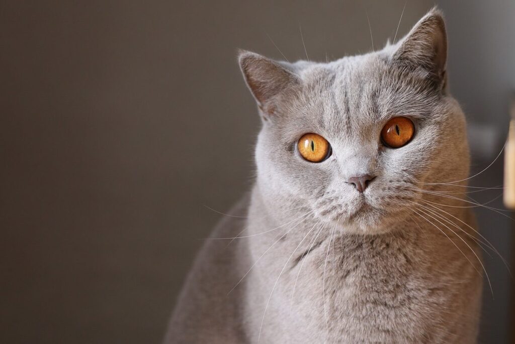 gatto grigio con gli occhi gialli