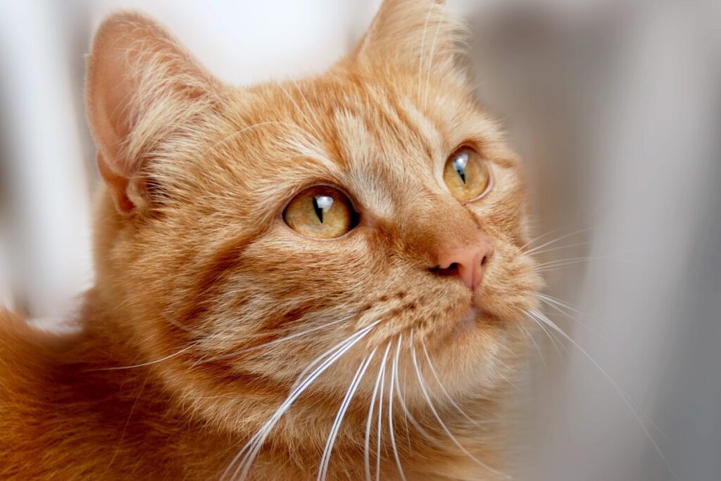 gatto arancione con gli occhi gialli