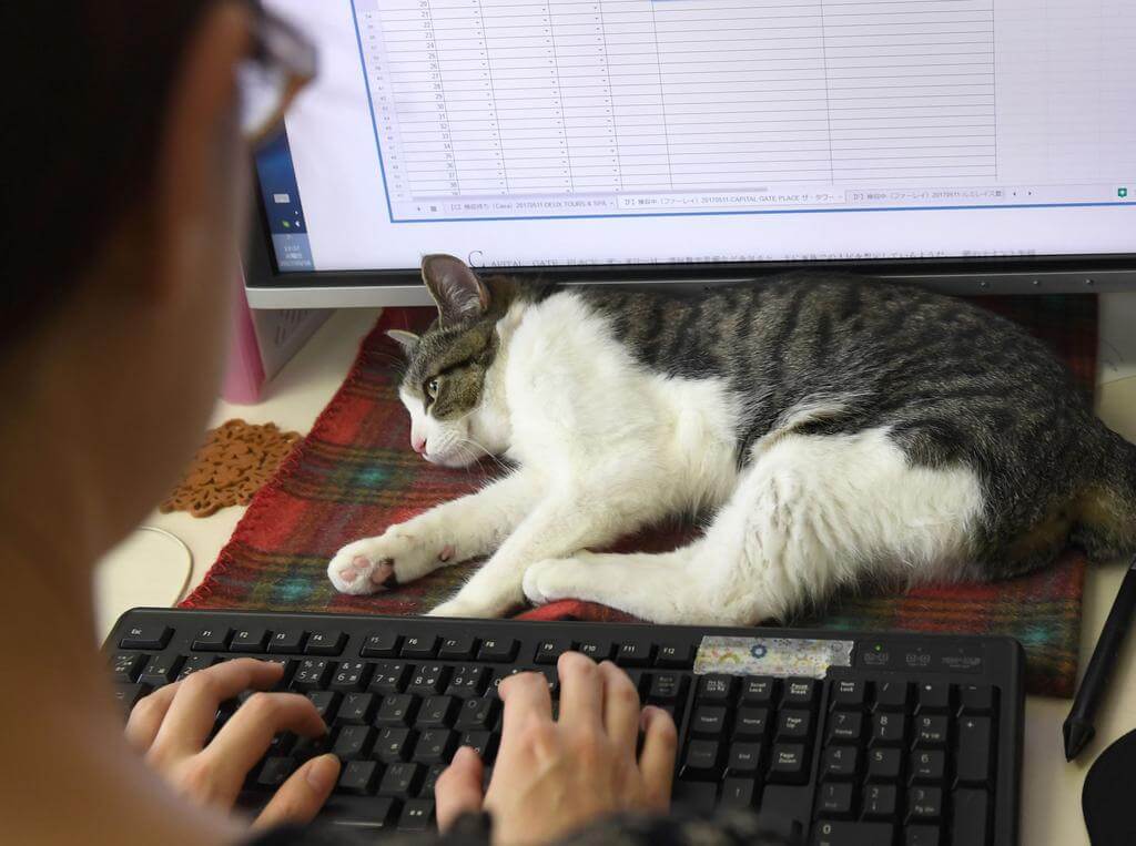 gatto sulla tastiera 