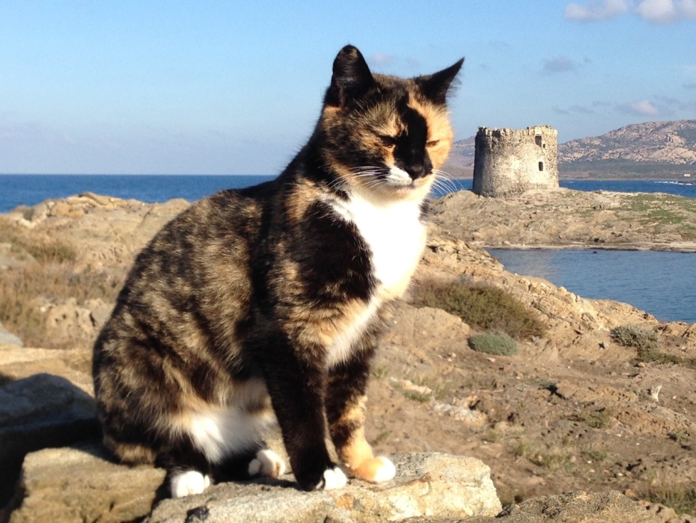 gatto-spiaggia-sardegna