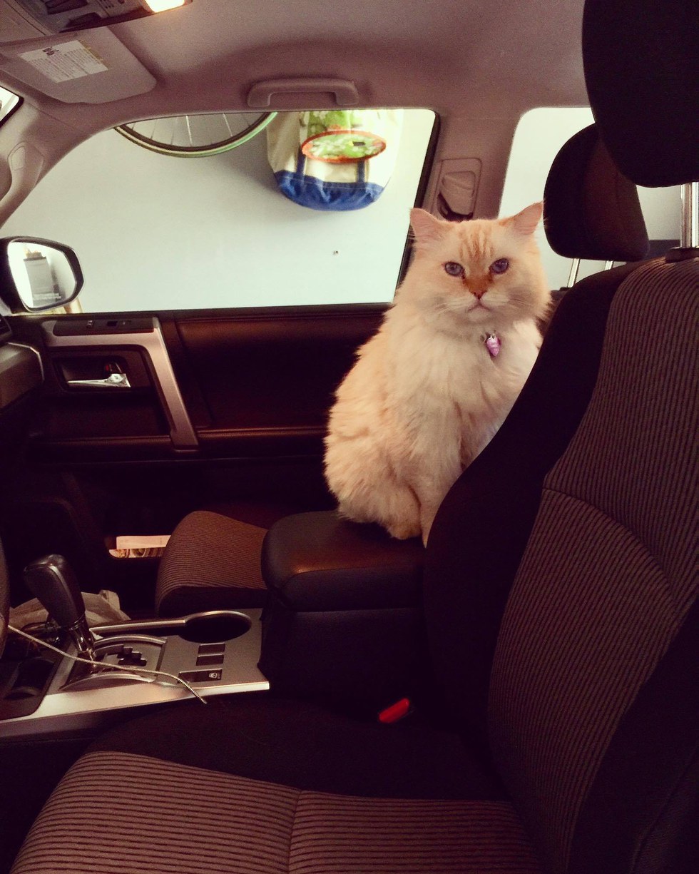 gatto sul suv