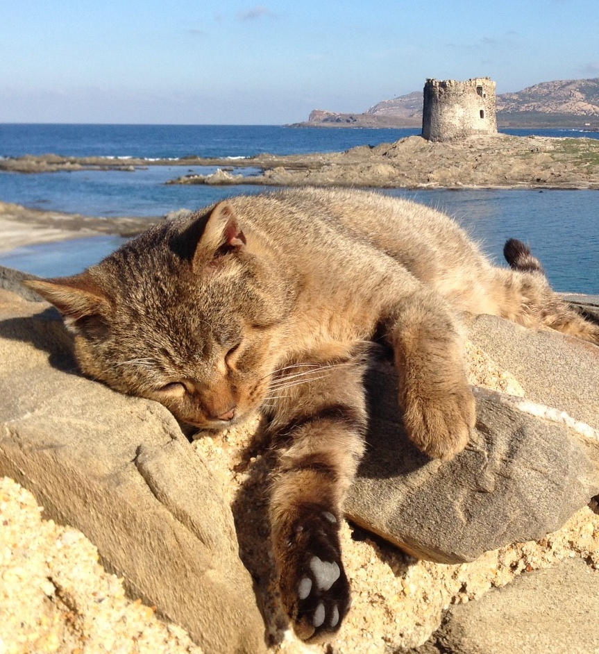 gatto-spiaggia-stintino