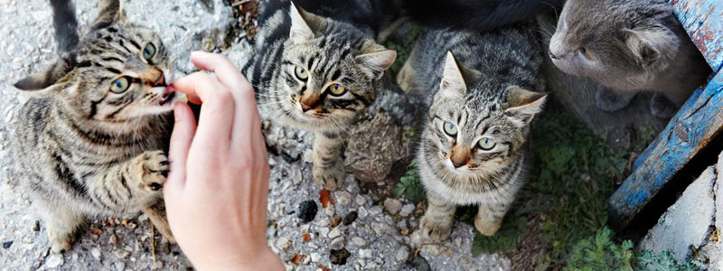 gatti aspettano cibo