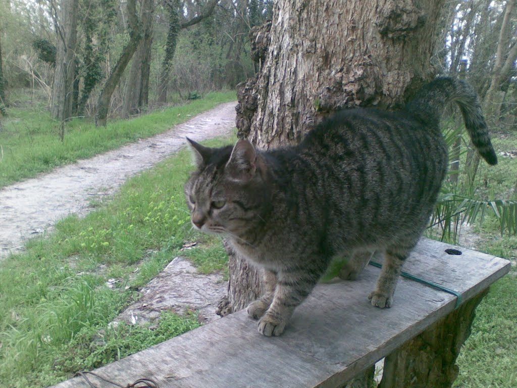 gatto vicino ad un albero