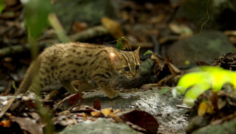 gatto-rugginoso-nel-suo-habitat