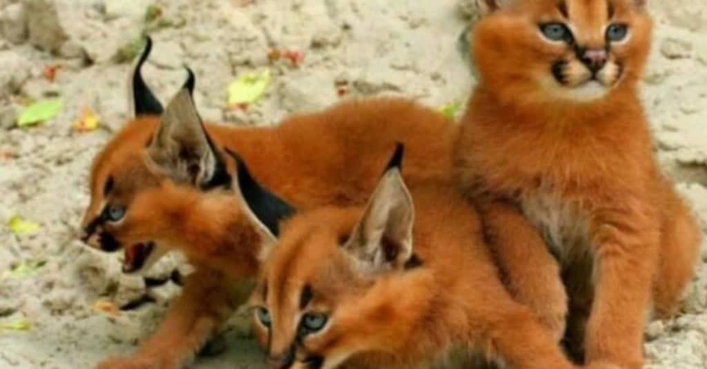 Caracal: una razza di gatto selvatico che conquista (con foto)