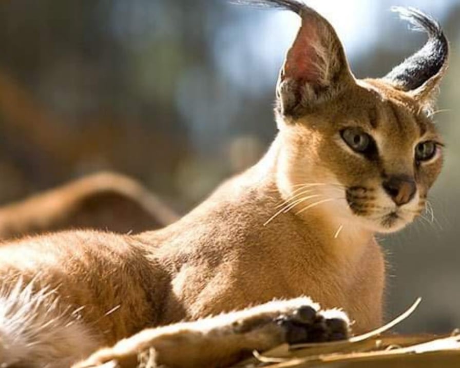 felino-gatto-selvatico