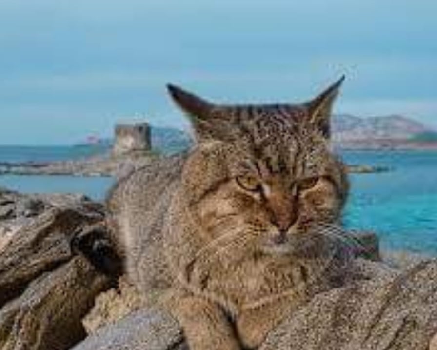 gatto-sulle-rocce