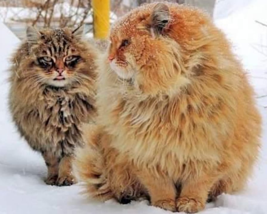 gatti-siberiani-sotto-la-neve