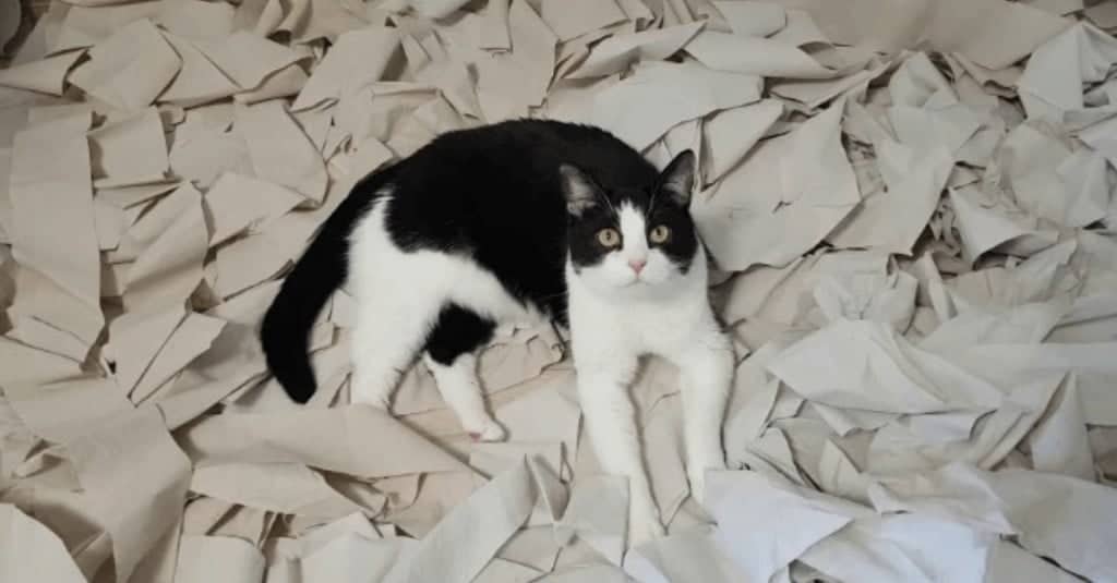 Il gatto nella sala giochi fatta con carta igienica