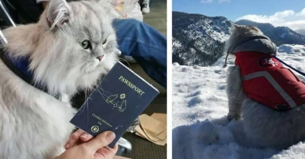 Il gatto fortunato che ha viaggiato per mezzo mondo