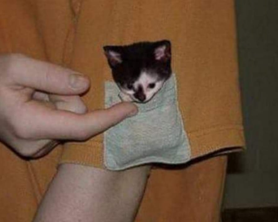 gattino-nella-tasca