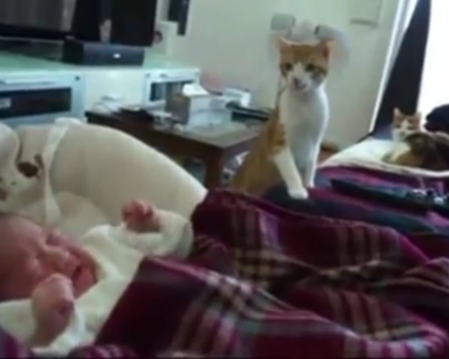 gatto-appena-vede-neonato