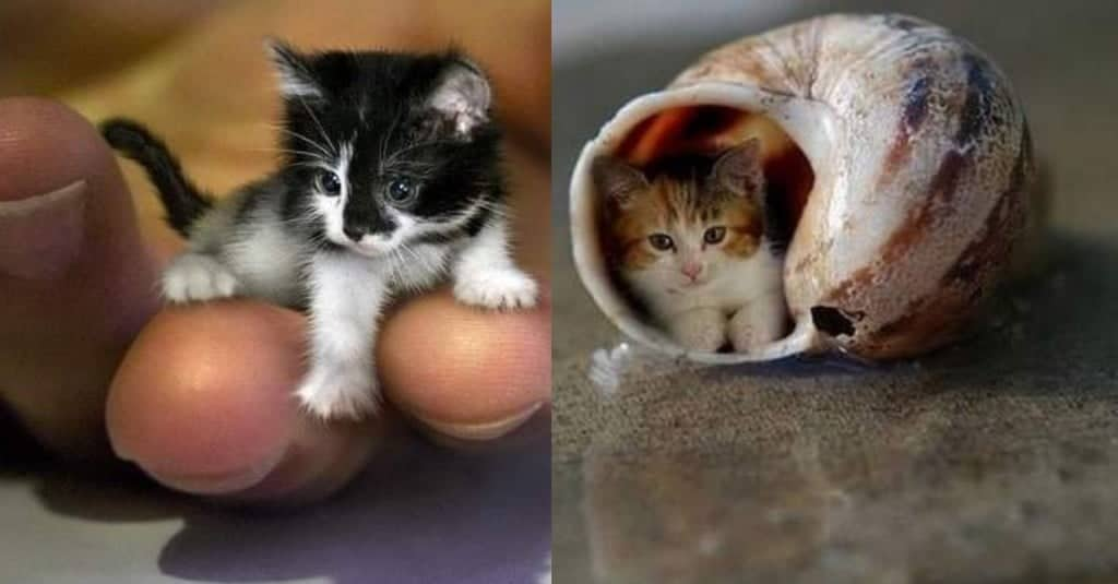 Gatti più piccoli al mondo: eccoli, con foto