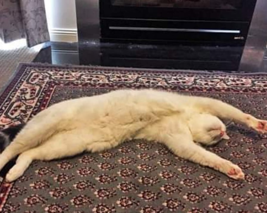 gatto-van-sdraiato-sul-tappeto