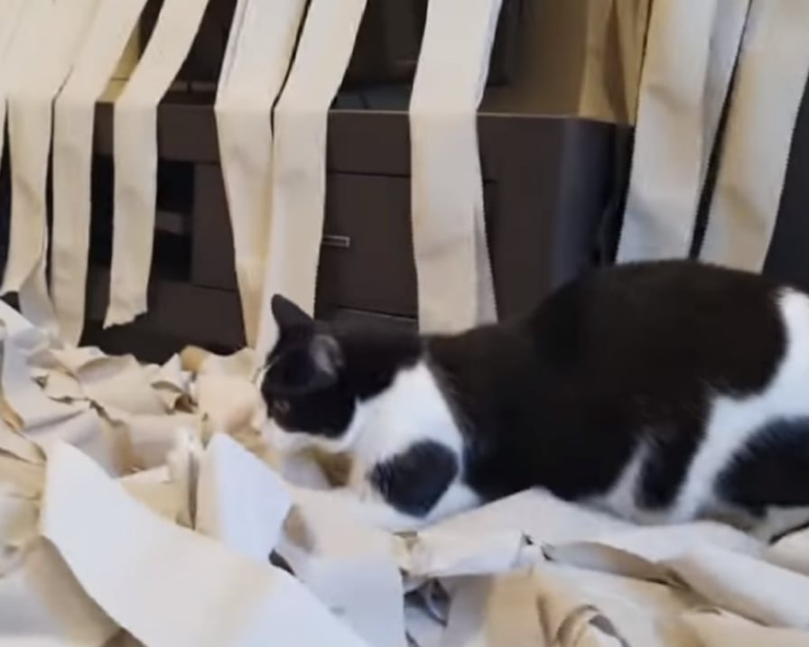 gatto-gioca-con-carta