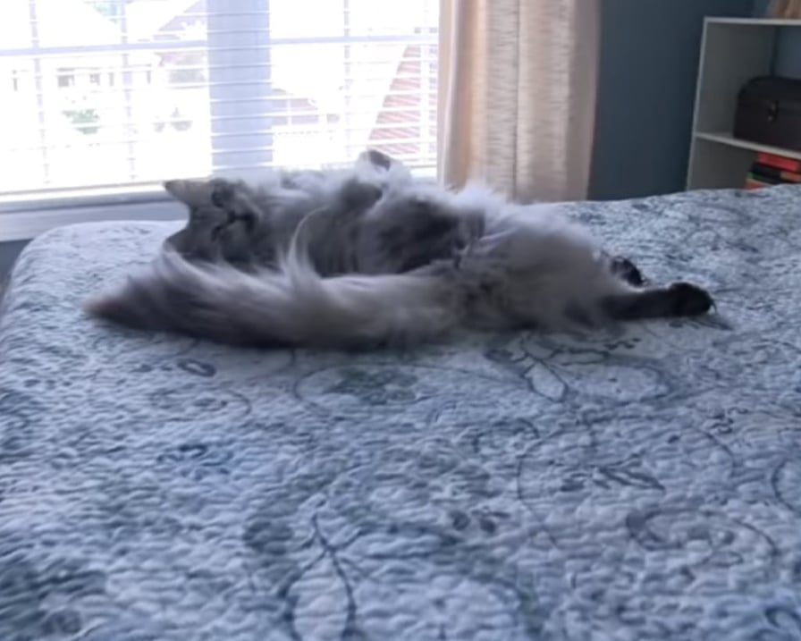 gatto-coccole-sul-letto
