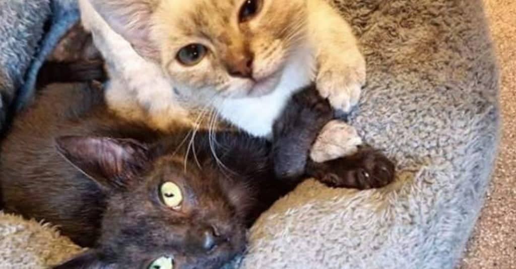 Due gatti randagi sono diventati inseparabili