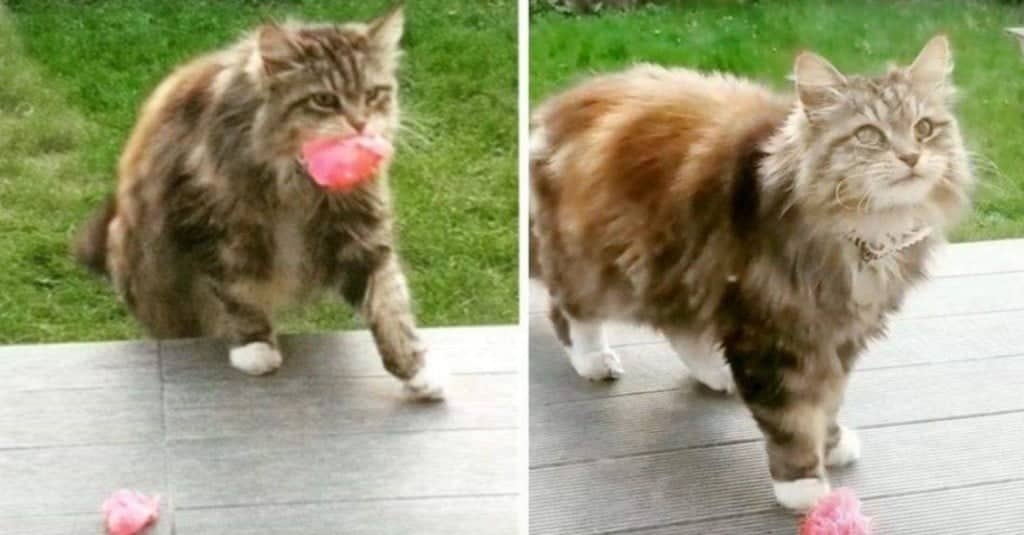 Un gatto romantico porta fiori alla sua vicina