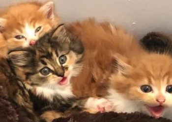 Gatto Persiano Curare Il Pelo Il Mio Gatto è Leggenda