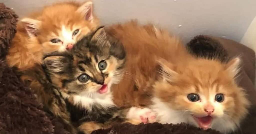 Una gatta portò a casa tre gattini, ma non erano i suoi