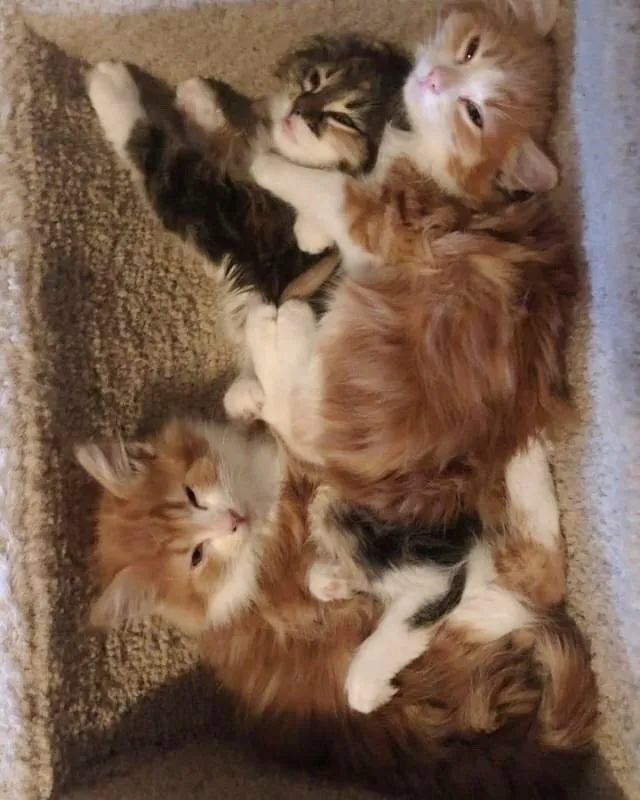 i-tre-gattini-crescono