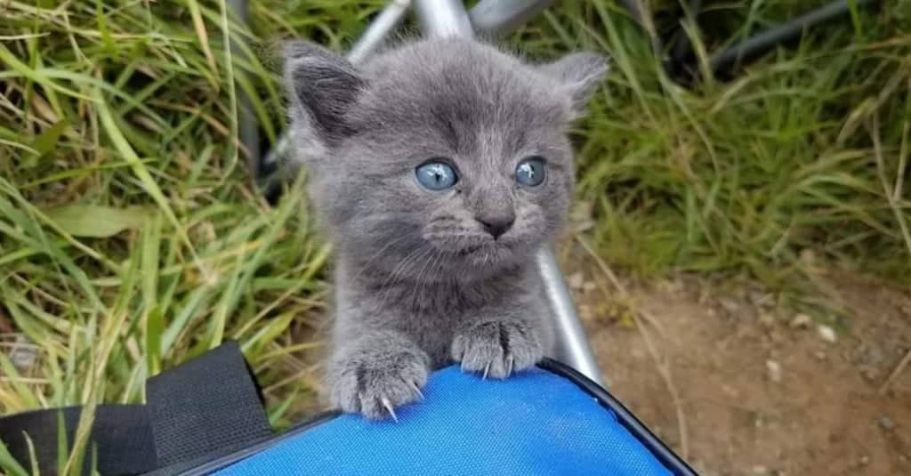 Il gattino trovato in riva al lago