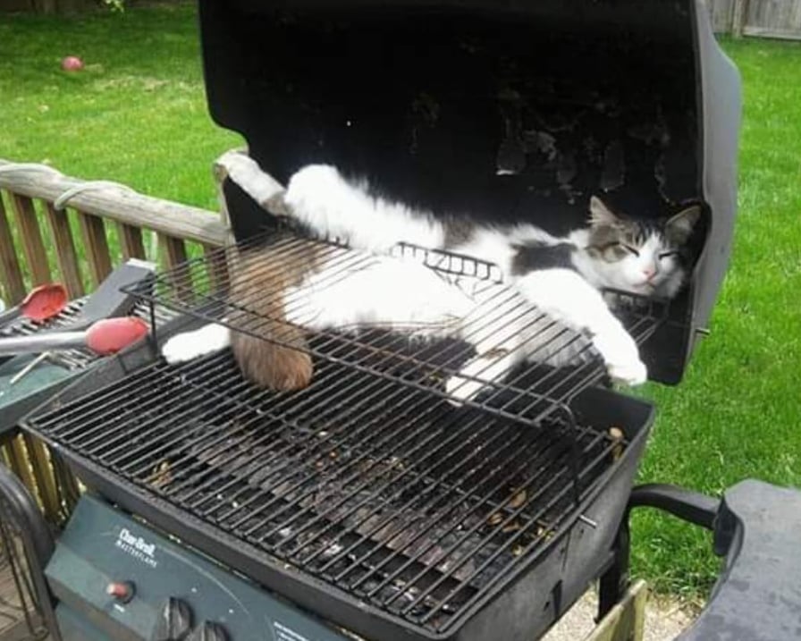 gatto-sul-barbecue