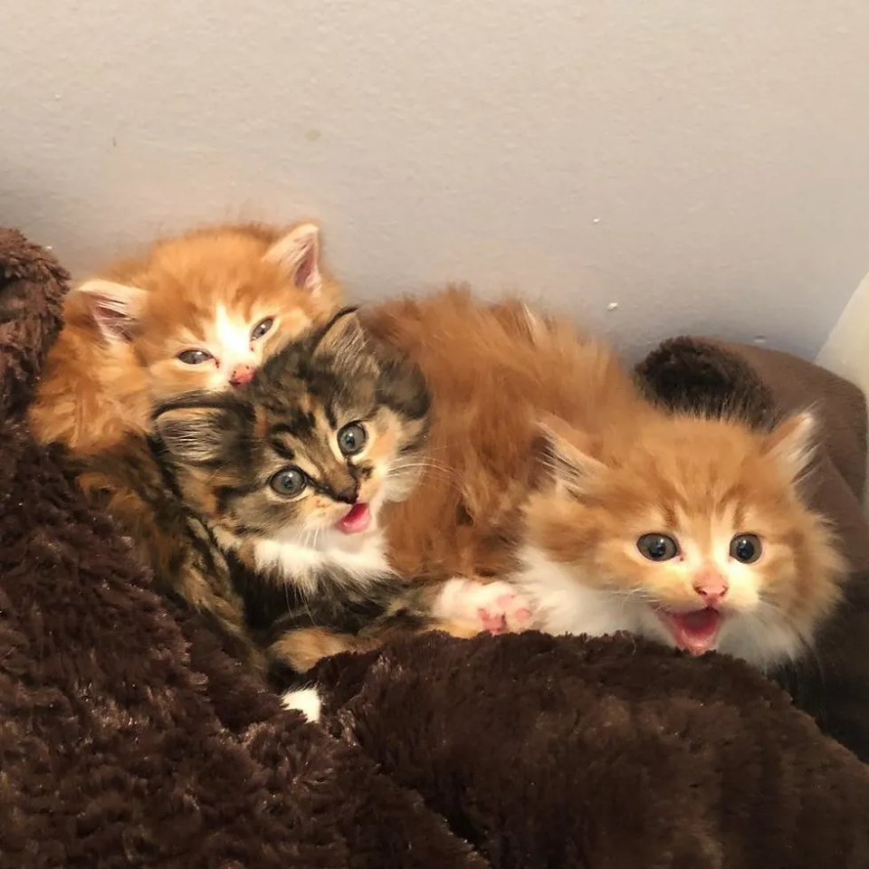 tre-cuccioli-di gatto