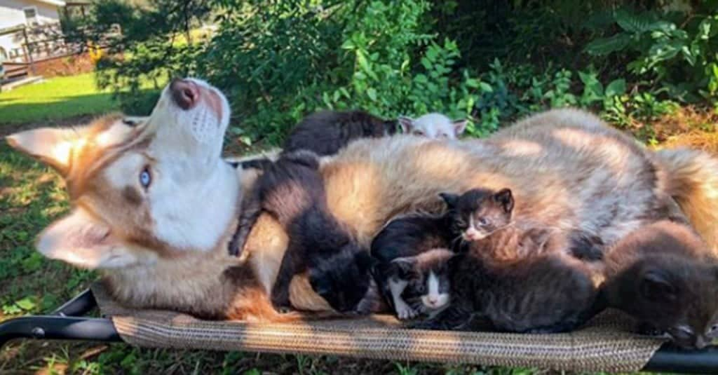 Gattini appena nati salvati da un husky