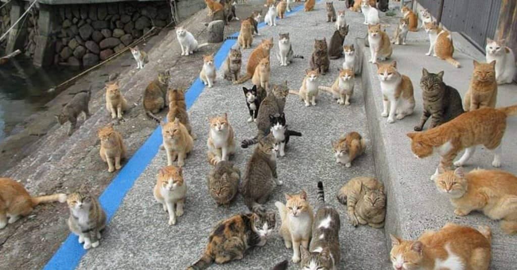Aoshima, l’isola dei gatti, chiede aiuto su internet per i felini