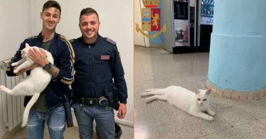 Gatto smarrito si presenta al commissariato di polizia