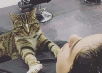 Pedro Il Gatto Nero Che Nessuno Vuole Adottare Il Mio Gatto è