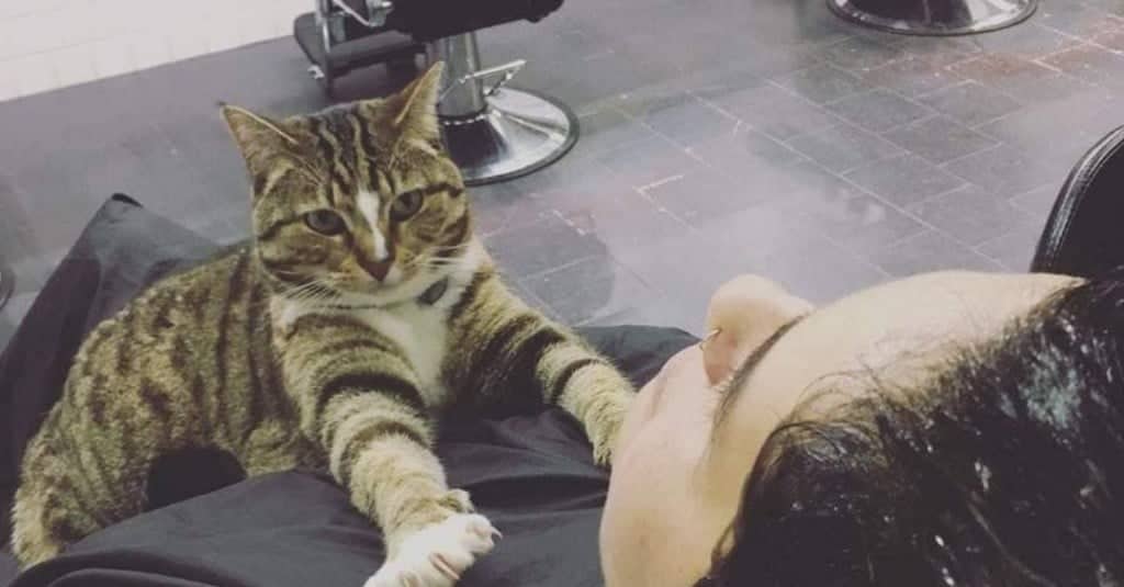 La gatta che lavora nel salone da parrucchiere