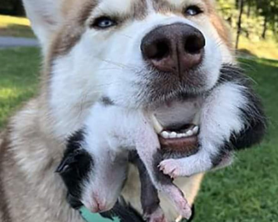 husky-porta-in-bocca-gattino