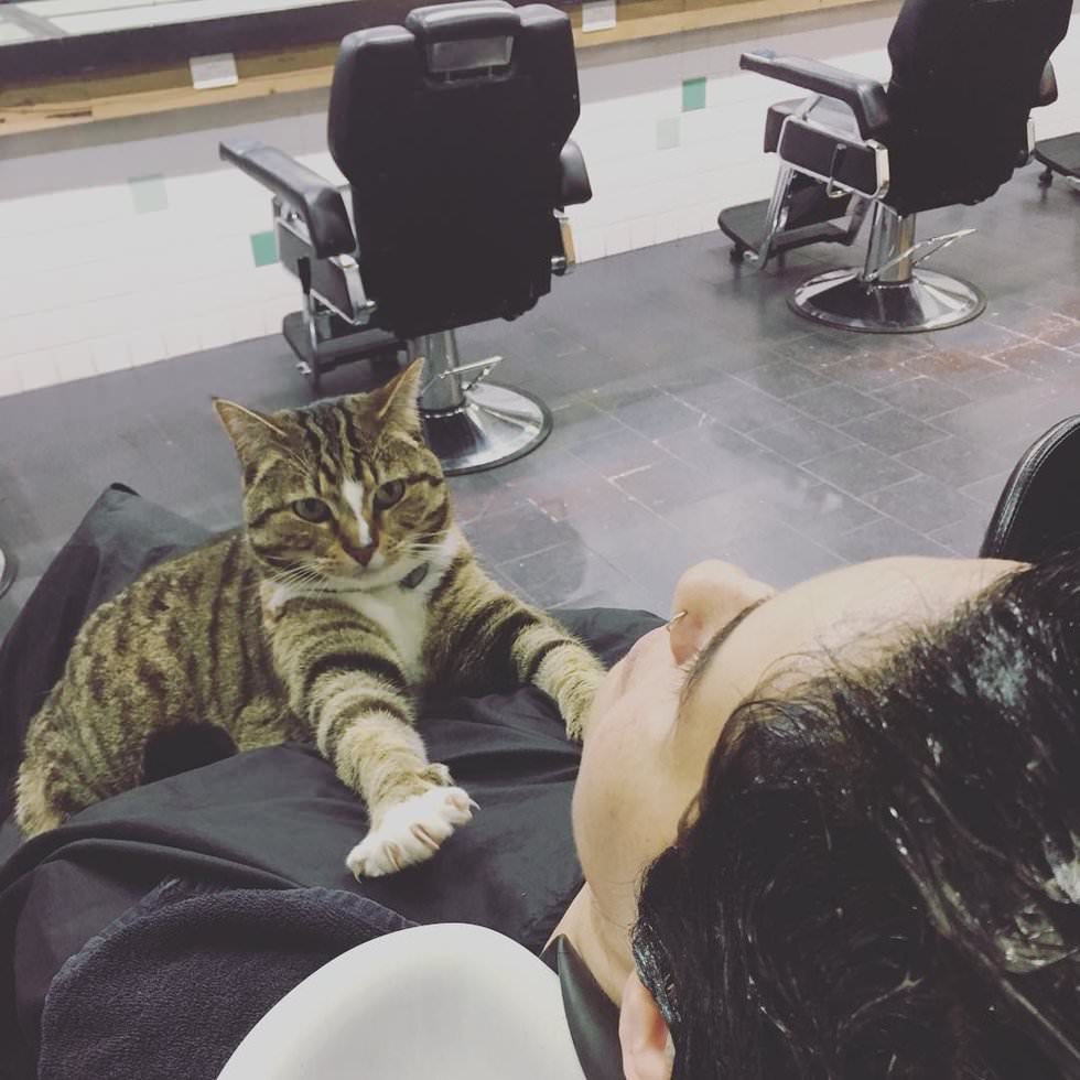 gatto-massaggia-umano