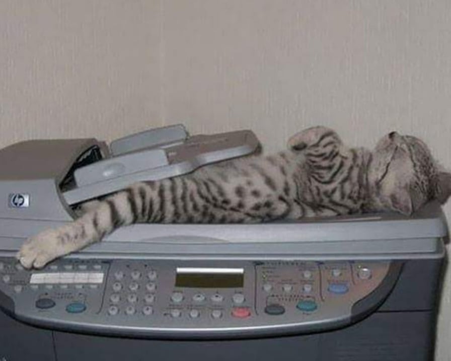 gatto-fotocopiato