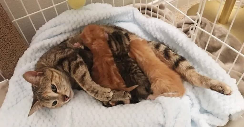 Il gatto randagio torna a cercare i suoi cuccioli