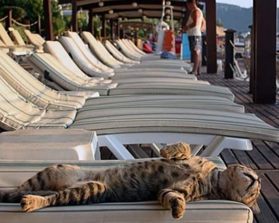 gatto-in-vacanza