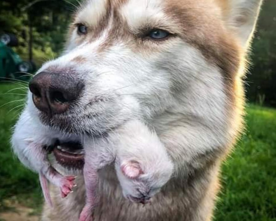 cane-husky-salva-cuccioli