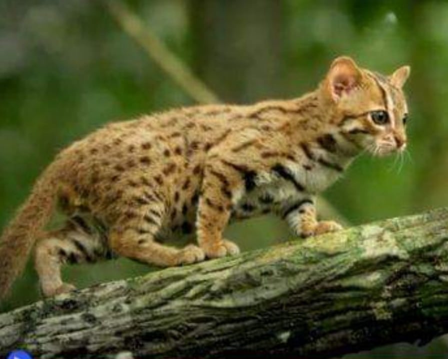gatto-cammina-sul-tronco