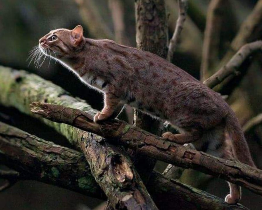 gatto-sugli-alberi