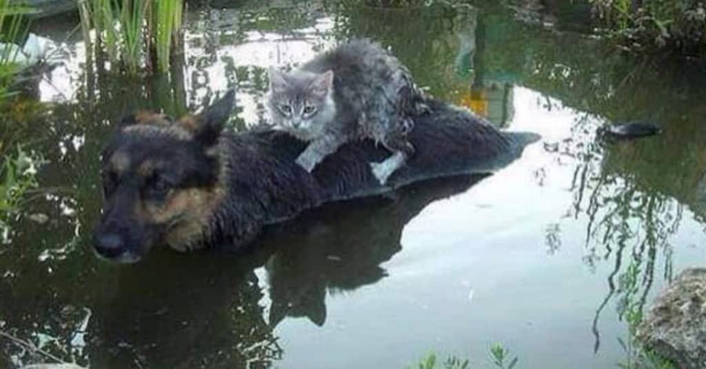 Un gatto sta annegando ma viene salvato da un angelo custode