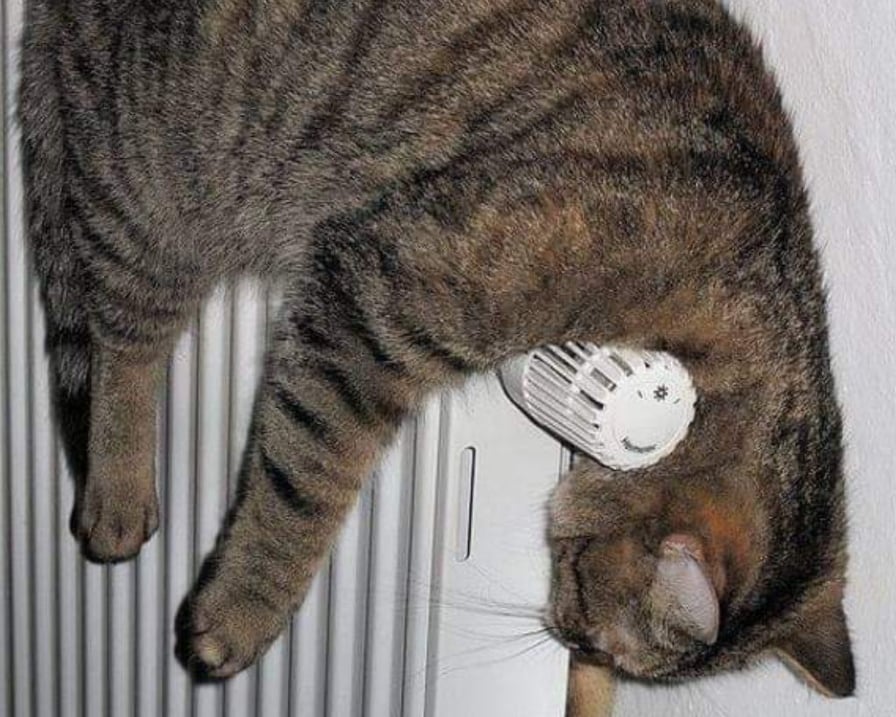 gatto-dorme-sul-termosifone