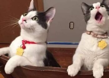 Gatto Persiano Curare Il Pelo Il Mio Gatto è Leggenda