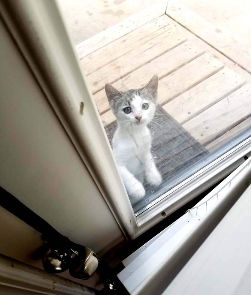 gattino vuole entrare in casa