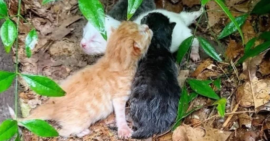 Gatta randagia dà alla luce una cucciolata durante una tempesta