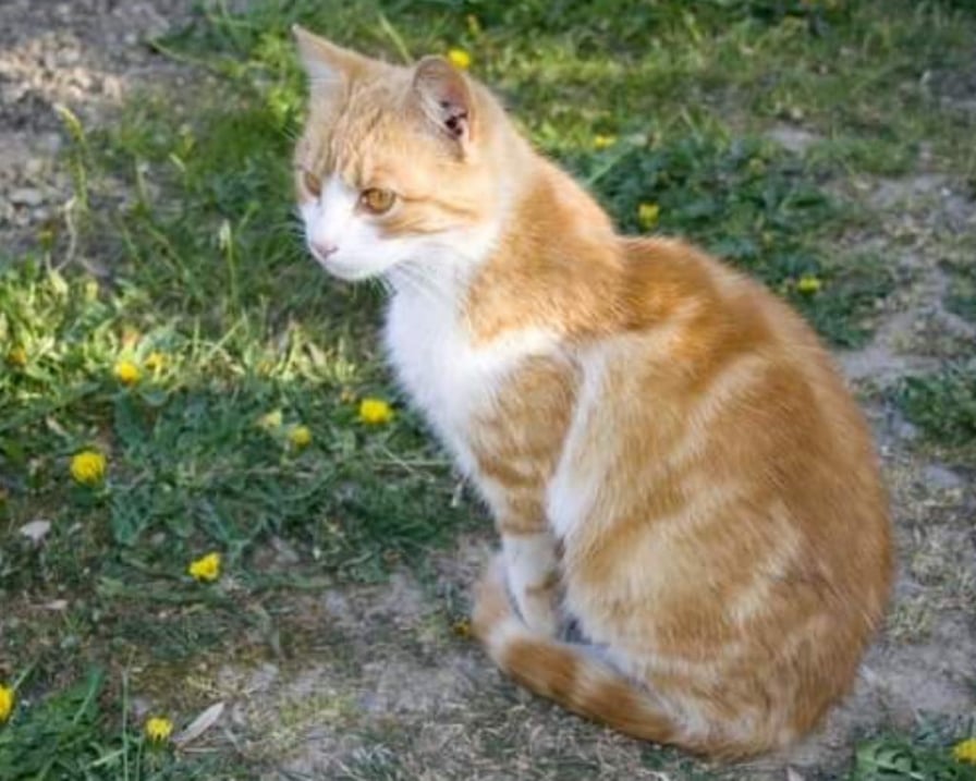 gatto-arancione-curioso