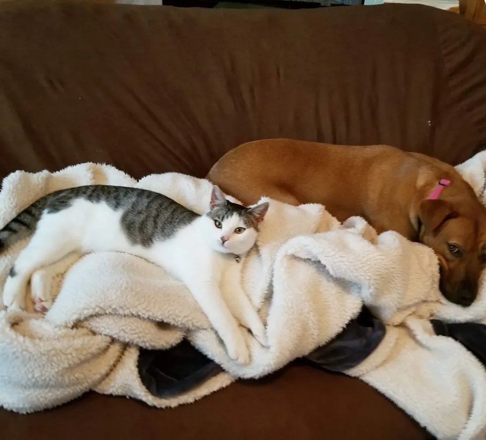 cane e gatto dormono insieme 